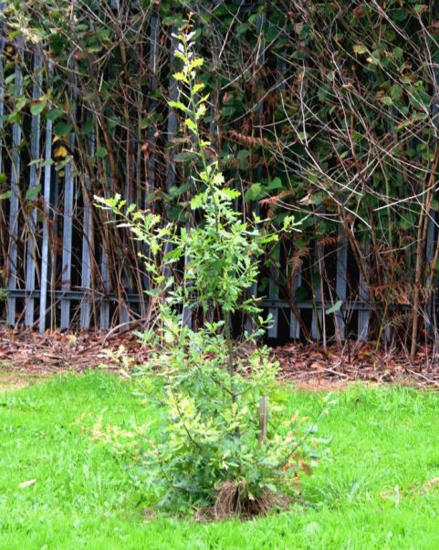 Young Oak tree, Honeywell College