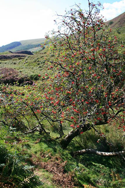 Fruiting Rowan Tree