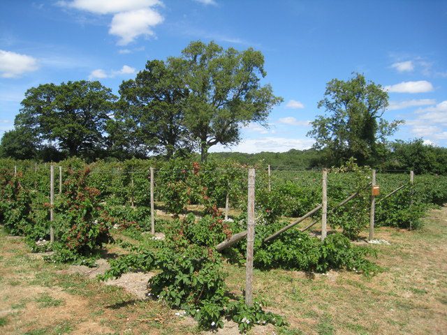 West Green Fruits - PYO fruit farm