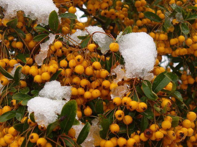 Iced Berries