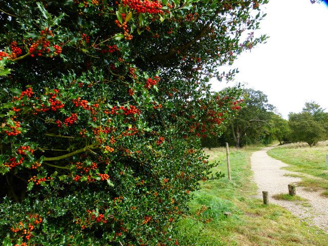 Path from parking area with berry-laden holly bush