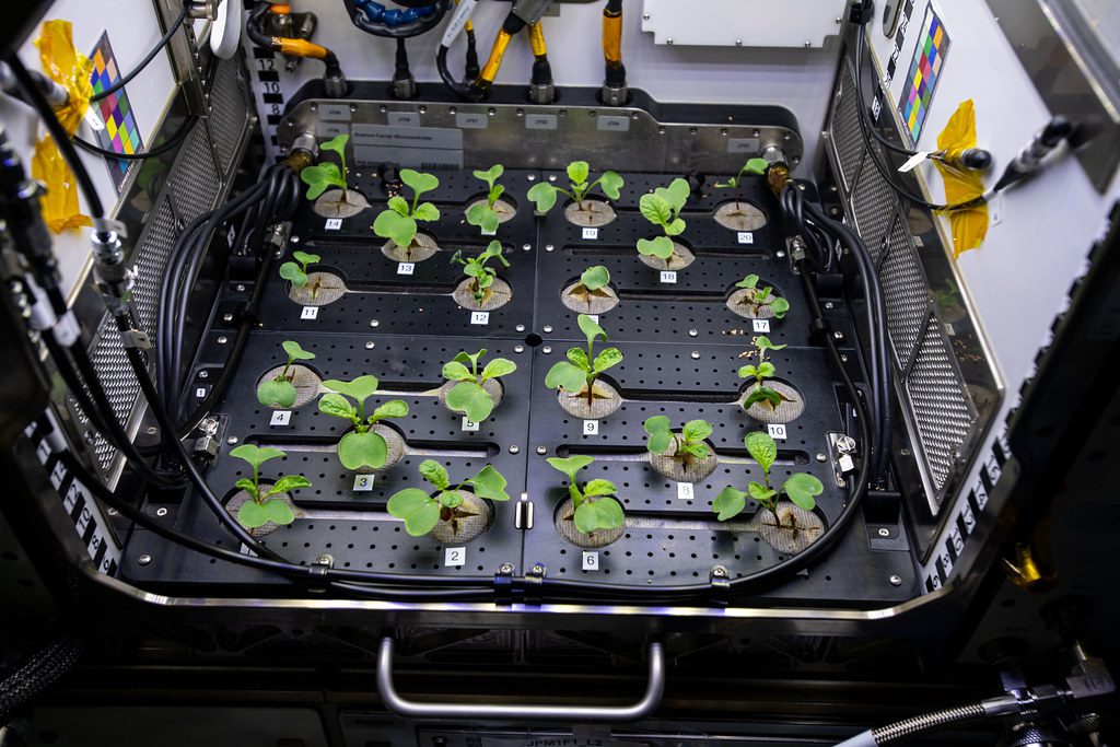 Radish plants growing on the space station