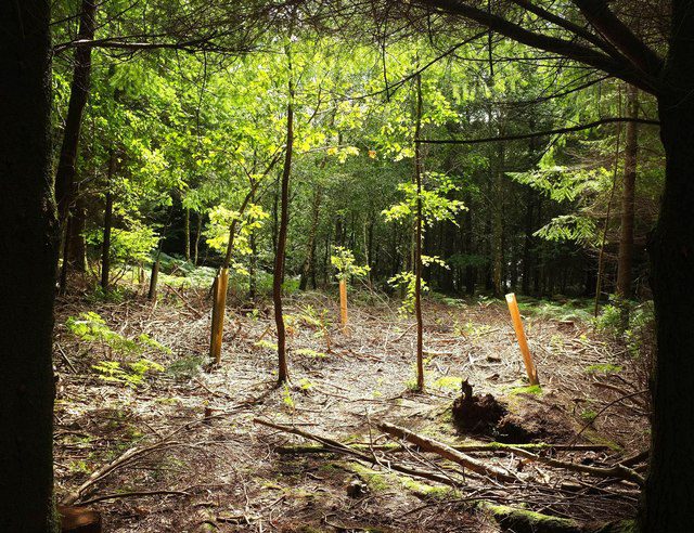 Young trees in clearing, Haldon Forest