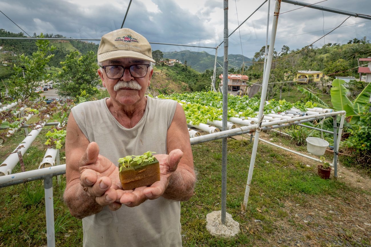 Jaime Betancourt grows vegetables in a hydroponic