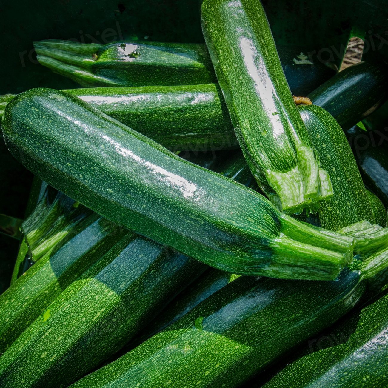 Just-picked green zucchini squash waits