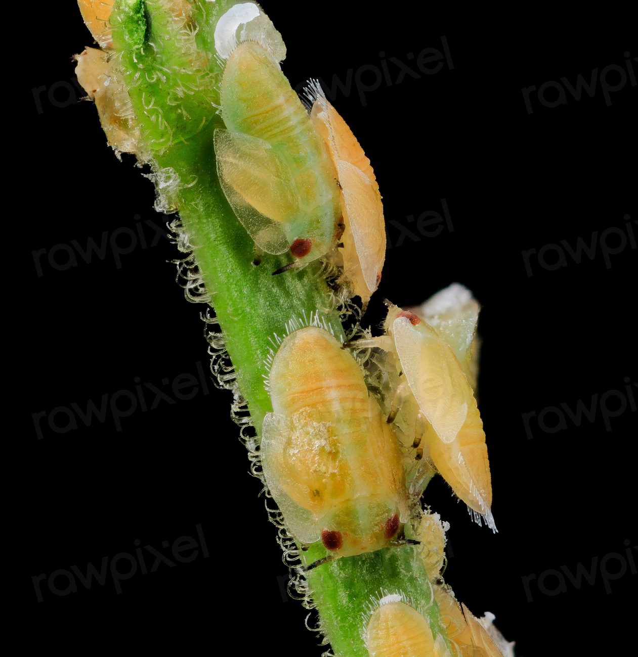 citrus psyllid, u, larvae, side2