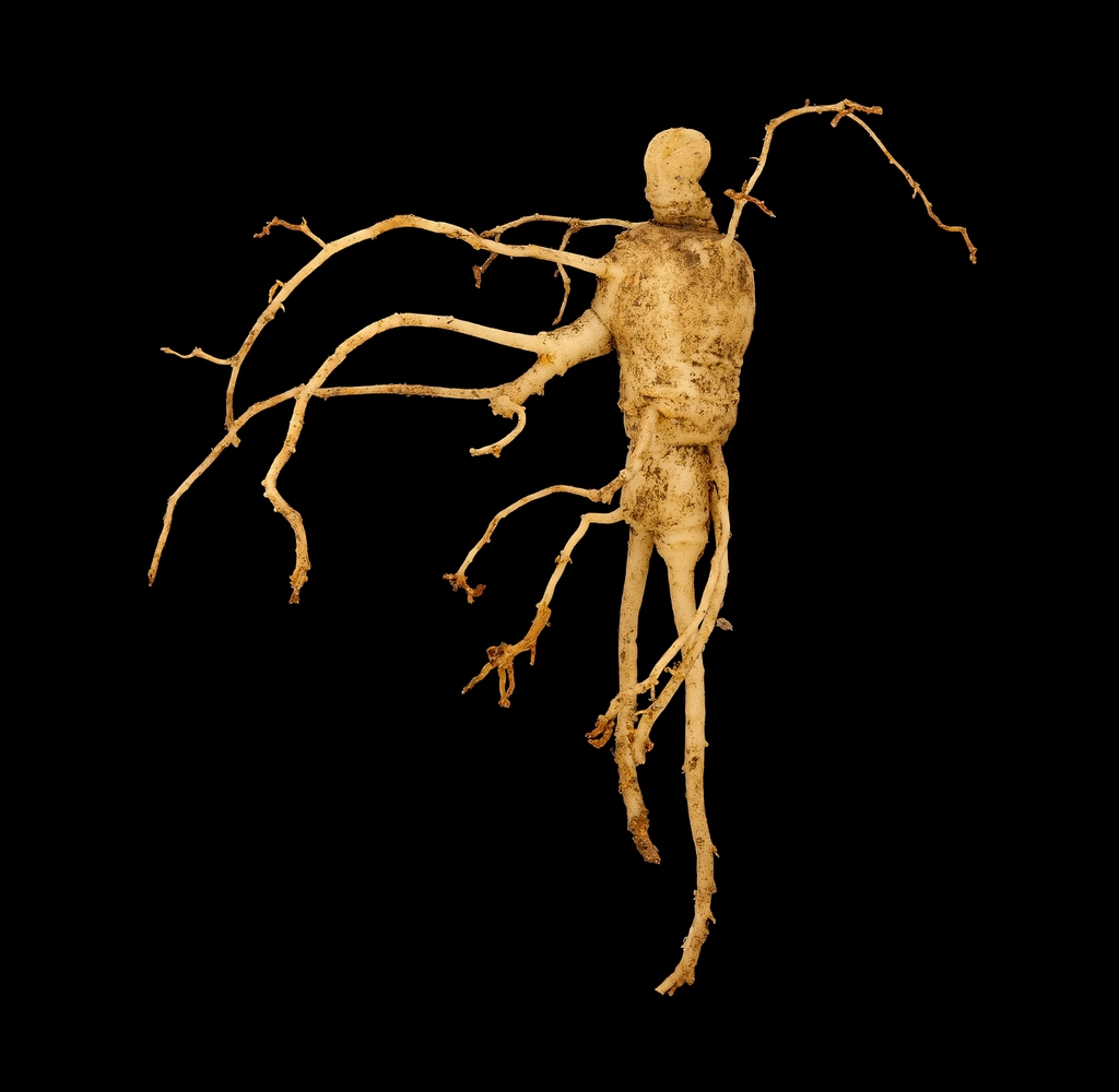 American Ginseng root, Panax quinquefolius