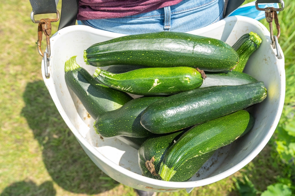 Harvested zucchini, fresh vegetable