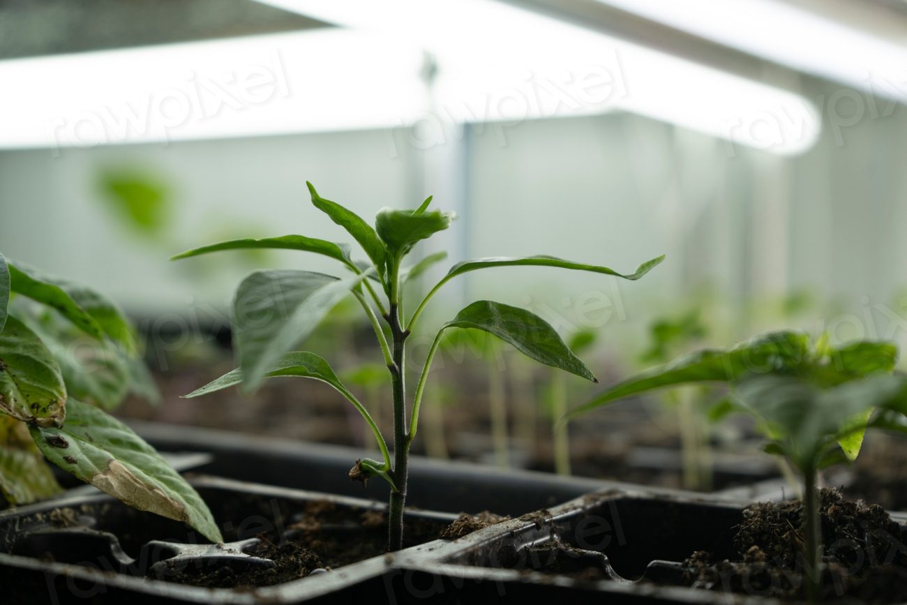 Seedlings are pre-started and will