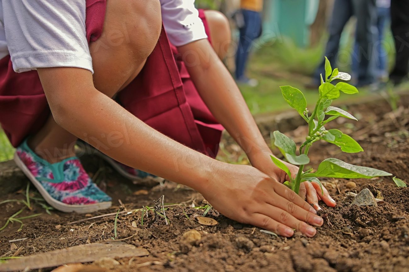 Free kid growing tree