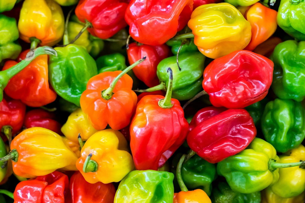 Free green, red, paprika pepper