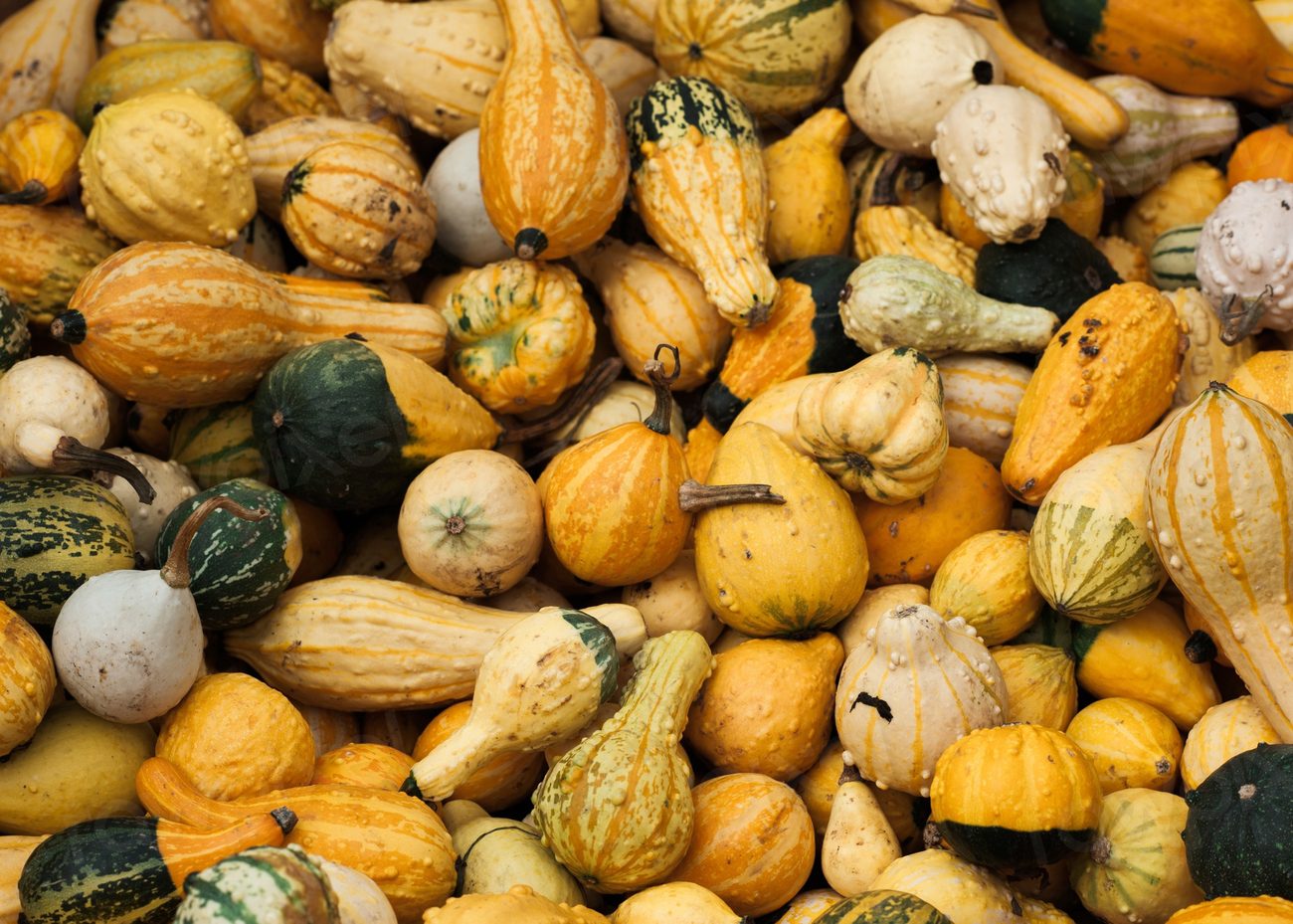 Autumn harvest vegetables, squash, acorn