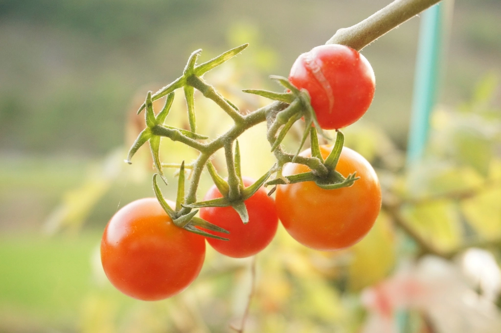 Closeup cherry tomatoes growing plant