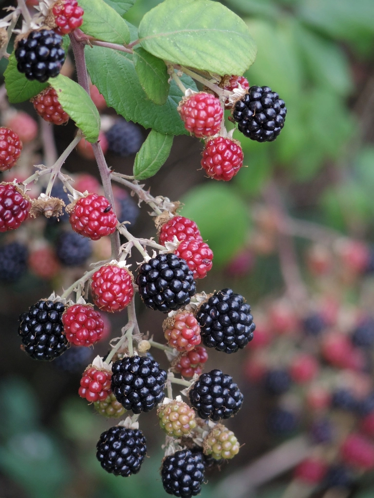 Closeup blackberry fruit bush