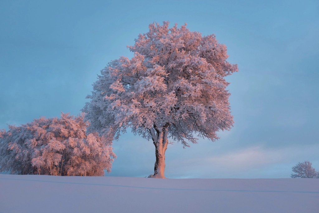 Free lone tree winter image