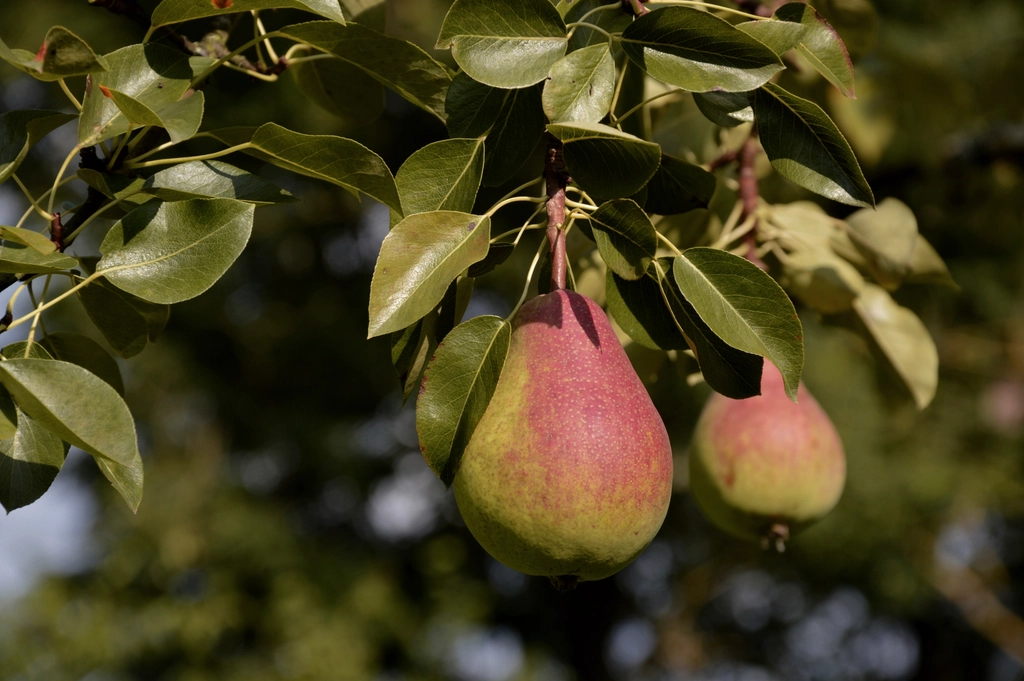 Pear fruit growing tree