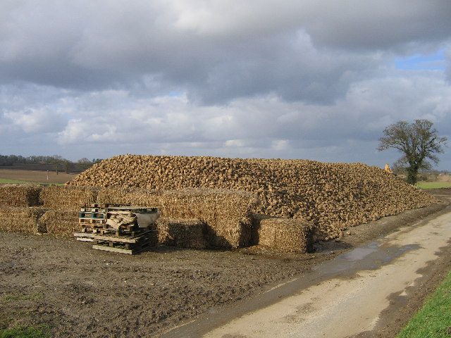 Sugar beet pile on Cross Lane