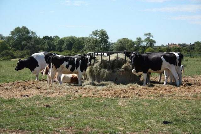 Cattle at Ossington