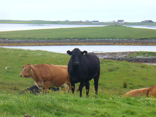 Cattle by Bail Uachdraich