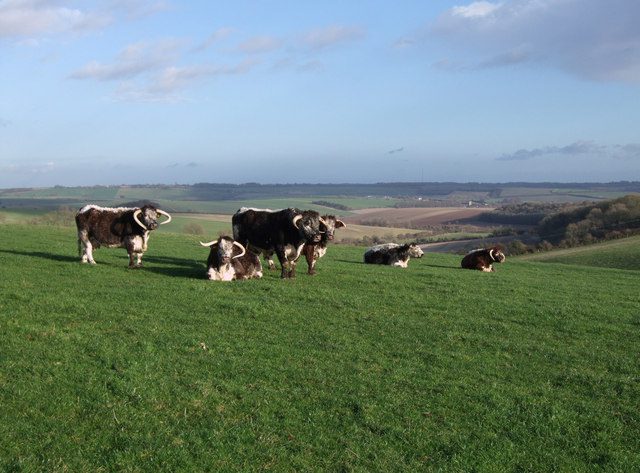 Long-horned cattle near Woodsend