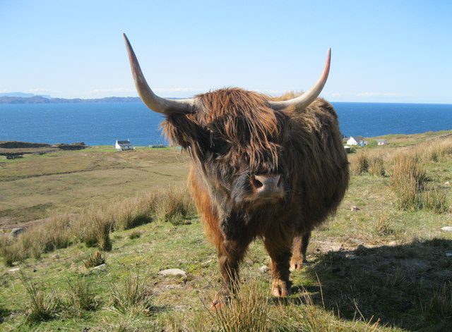 Highland cattle at Kalnakill