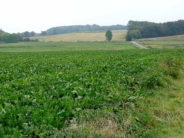 Field of sugar beet