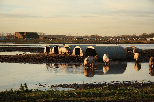 Wigsley airfield pig farm