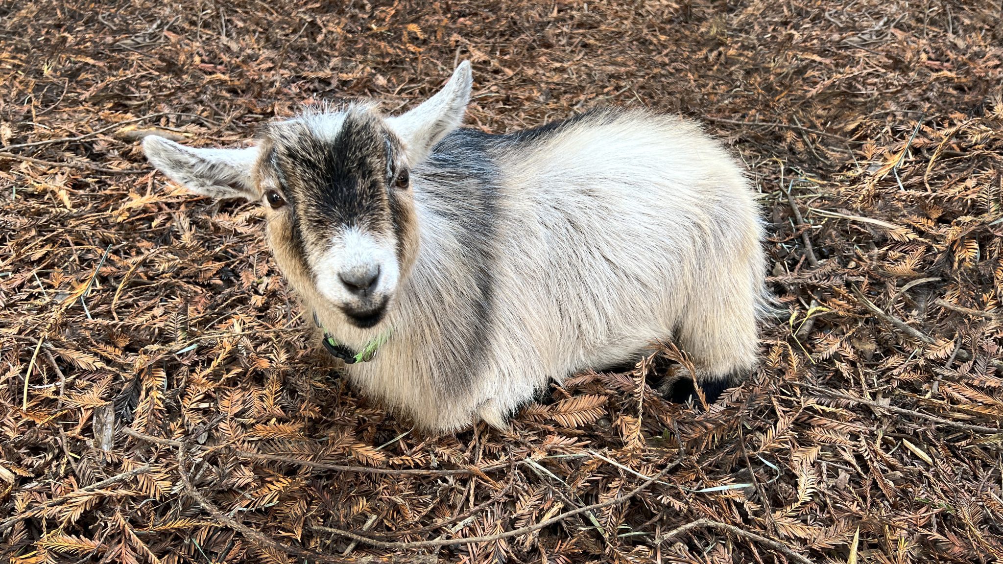 Pygmy Goat