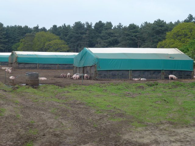 Pig farming at Shouldham Warren, Norfolk