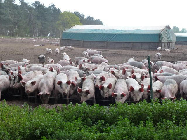 Pigs expecting to be fed