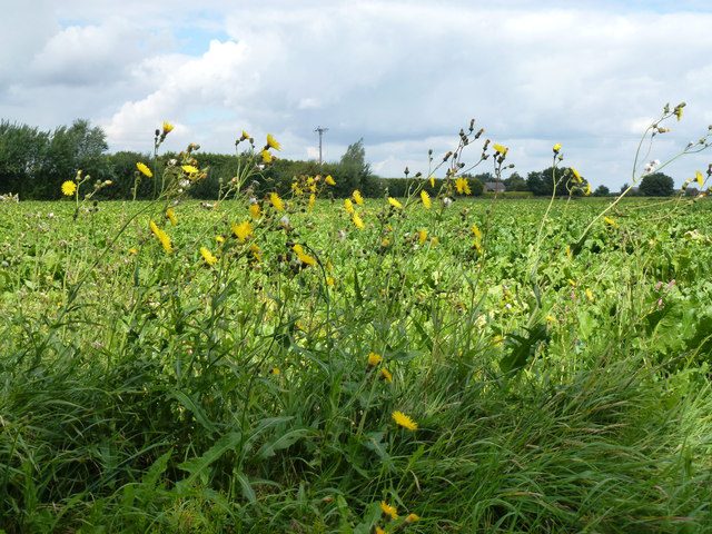 Sugar beet crop off Green Lane