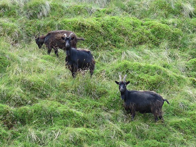 Wild goats near Rennies Burn