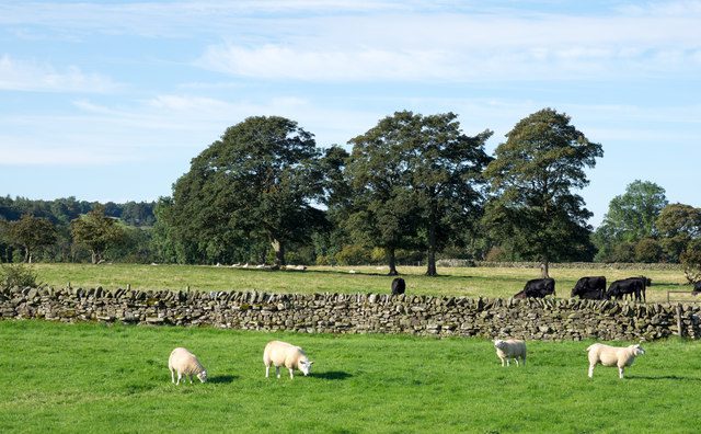 Sheep and cattle in fields