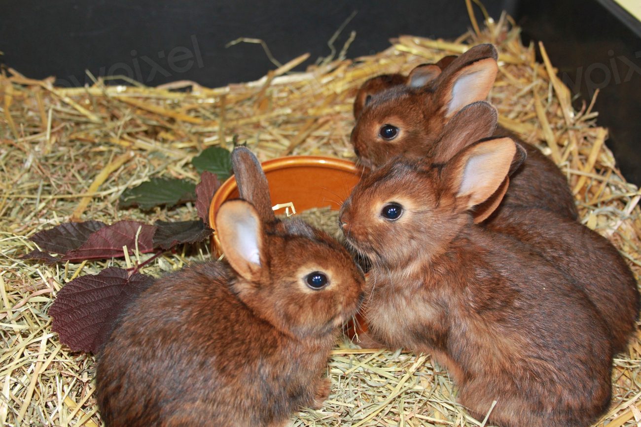 Young Deilenaar rabbits sitting on hay