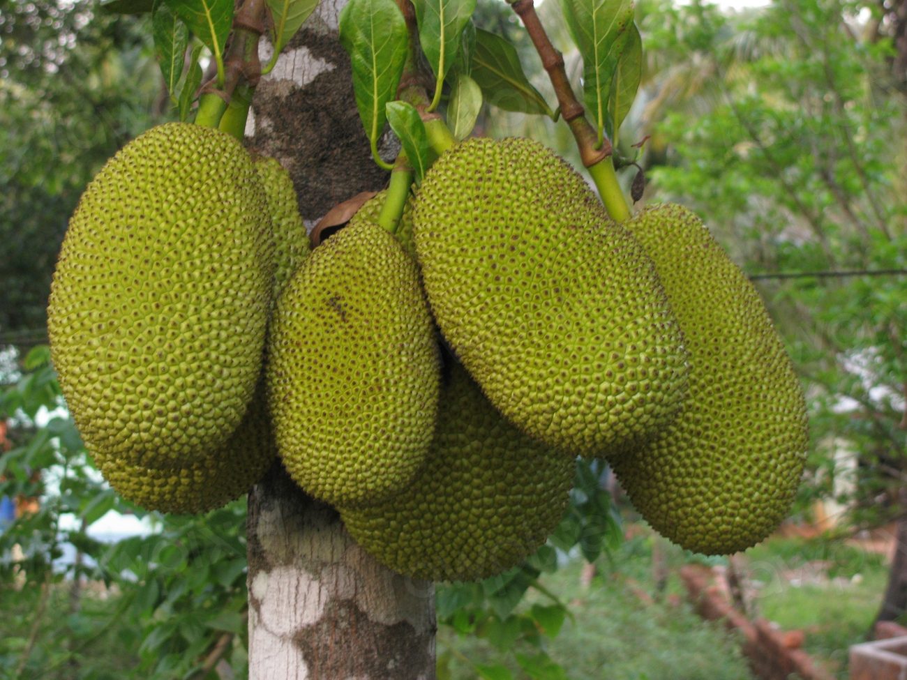 Jackfruit. Original public domain image