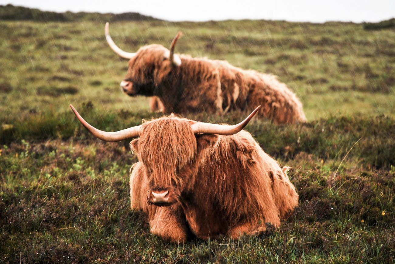 Two pieces Highland cattle