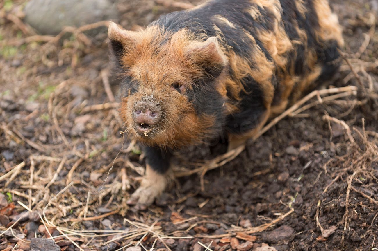 Kunekune pig, farm animals