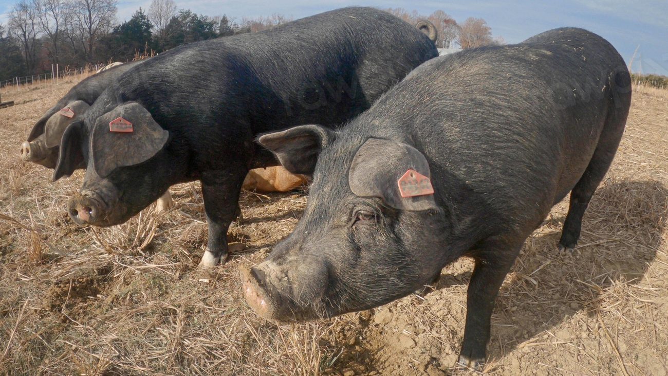 Black pig, cute farm animal