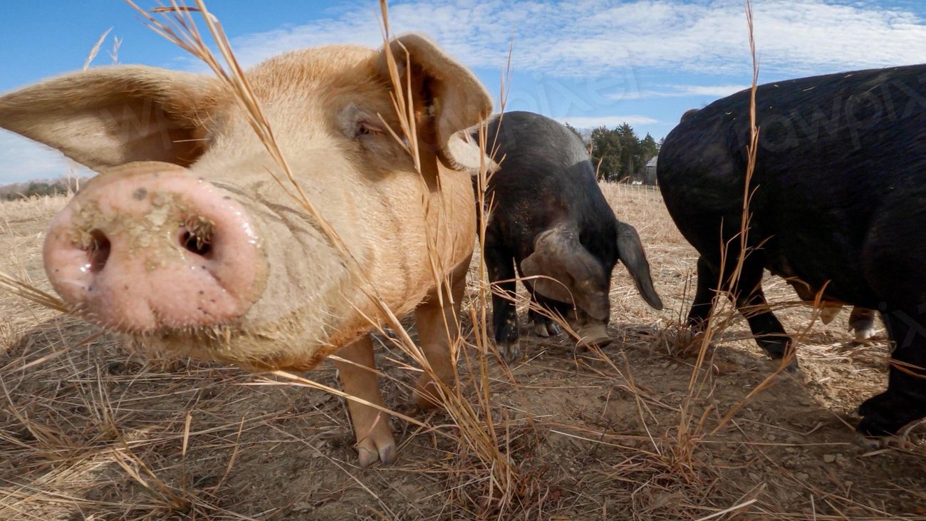 Cute pig, farm animal portrait