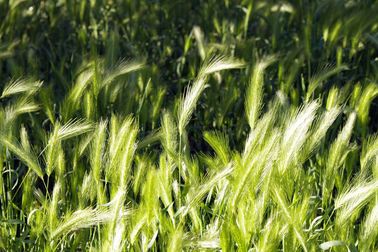 Close up green grass