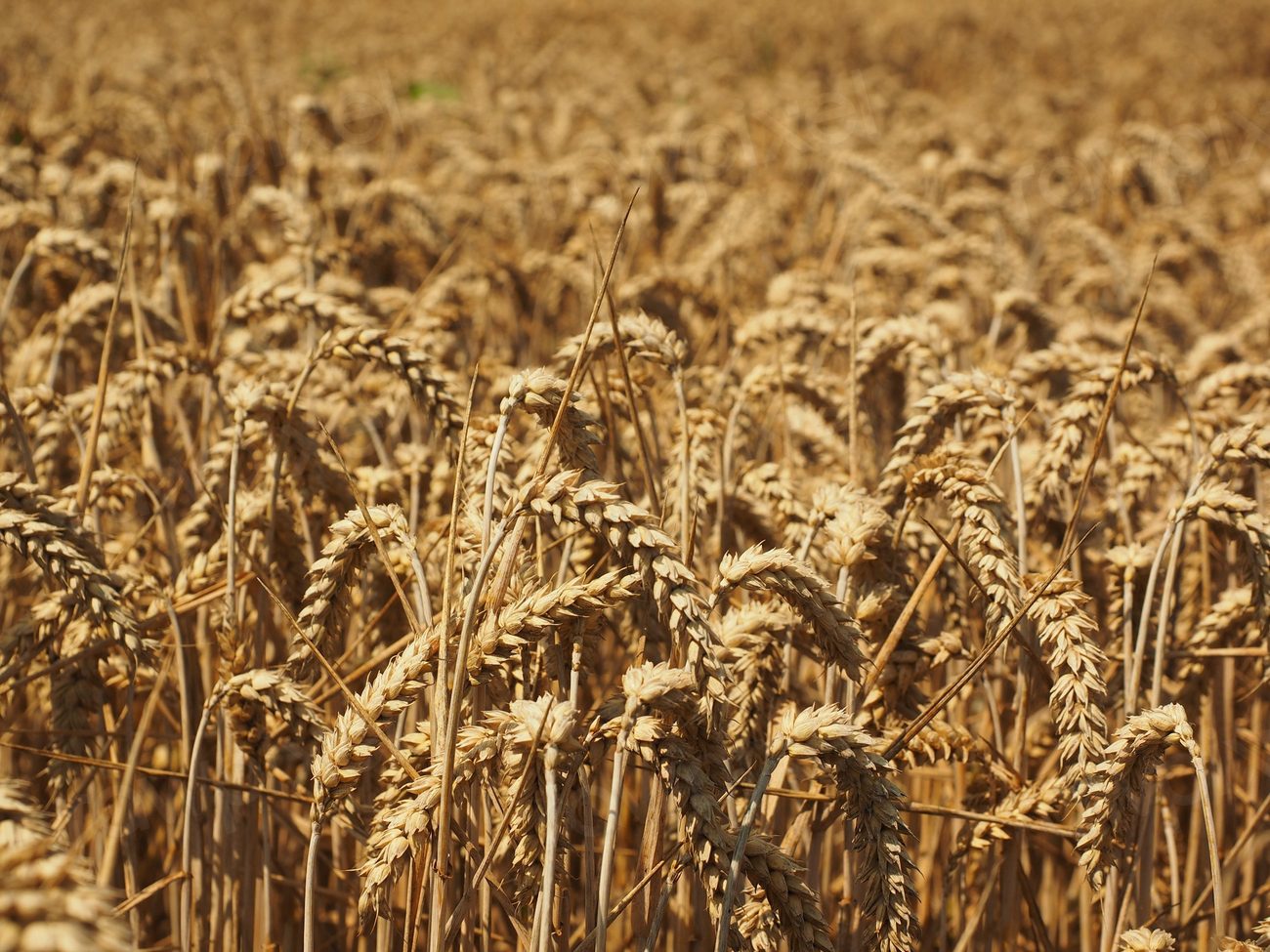 Agricultural cornfield