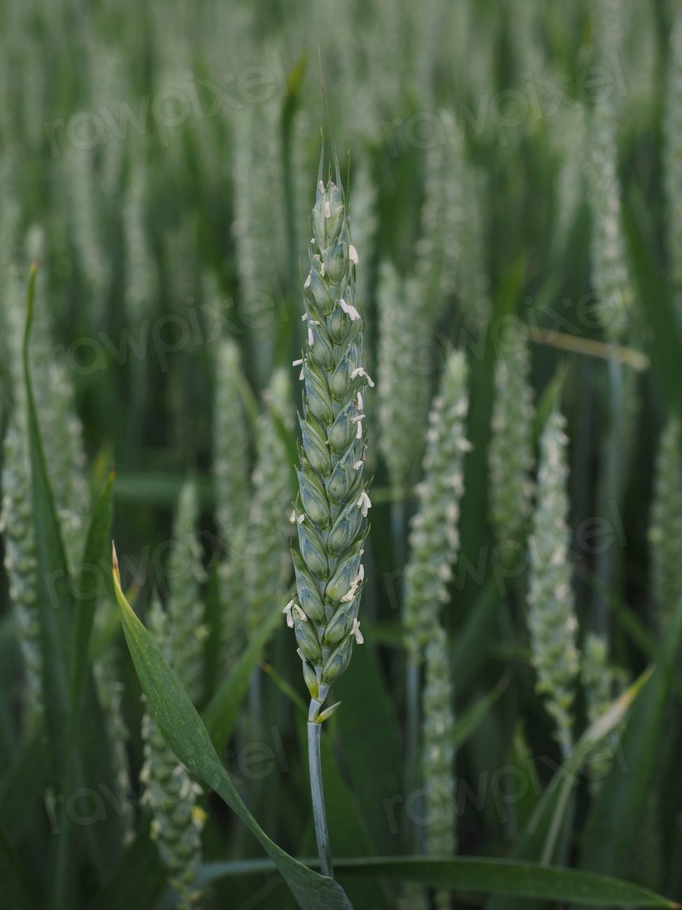 Agricultural cornfield