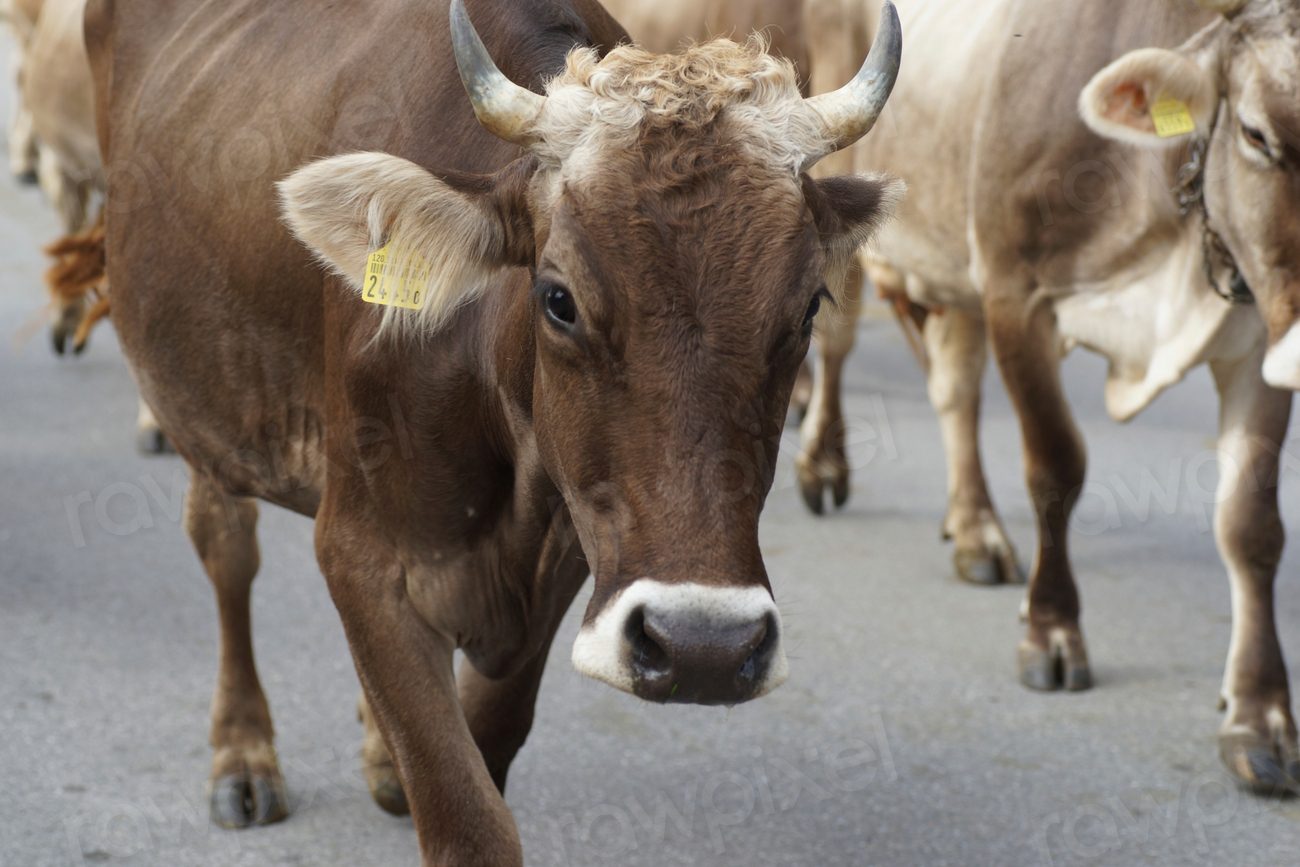 Free cows with horn image