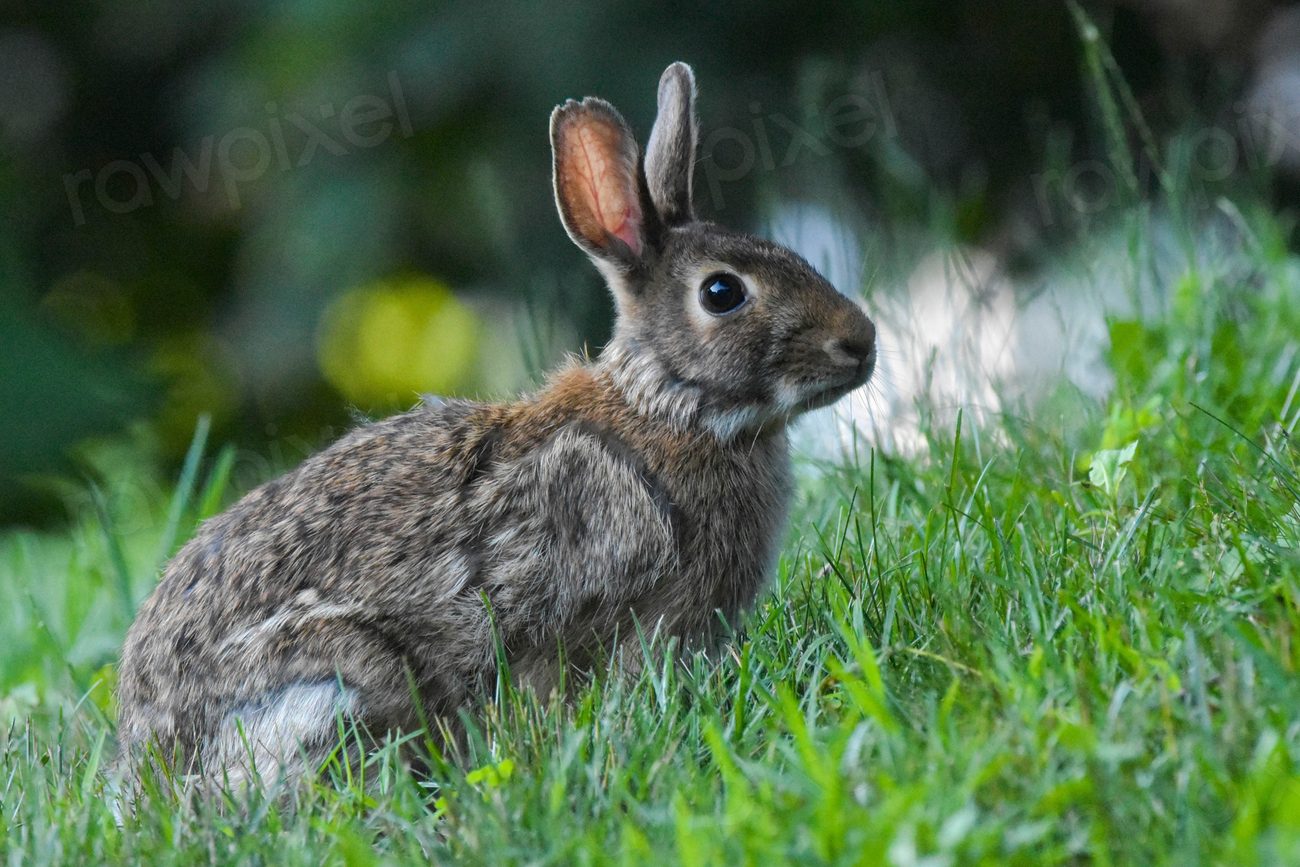 Free wild rabbit image