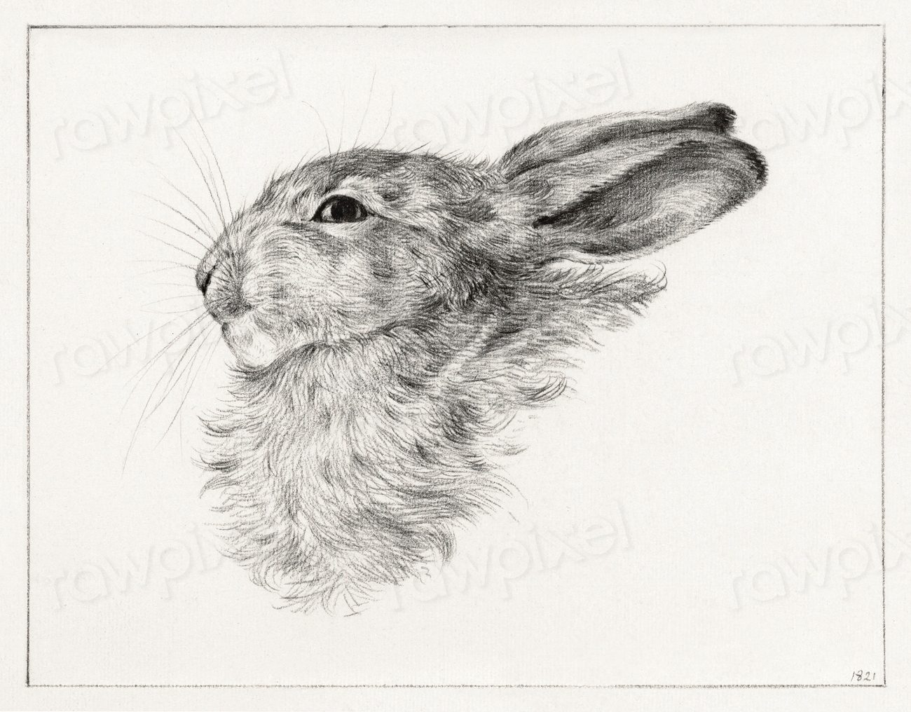 Head rabbit (1821) drawing high