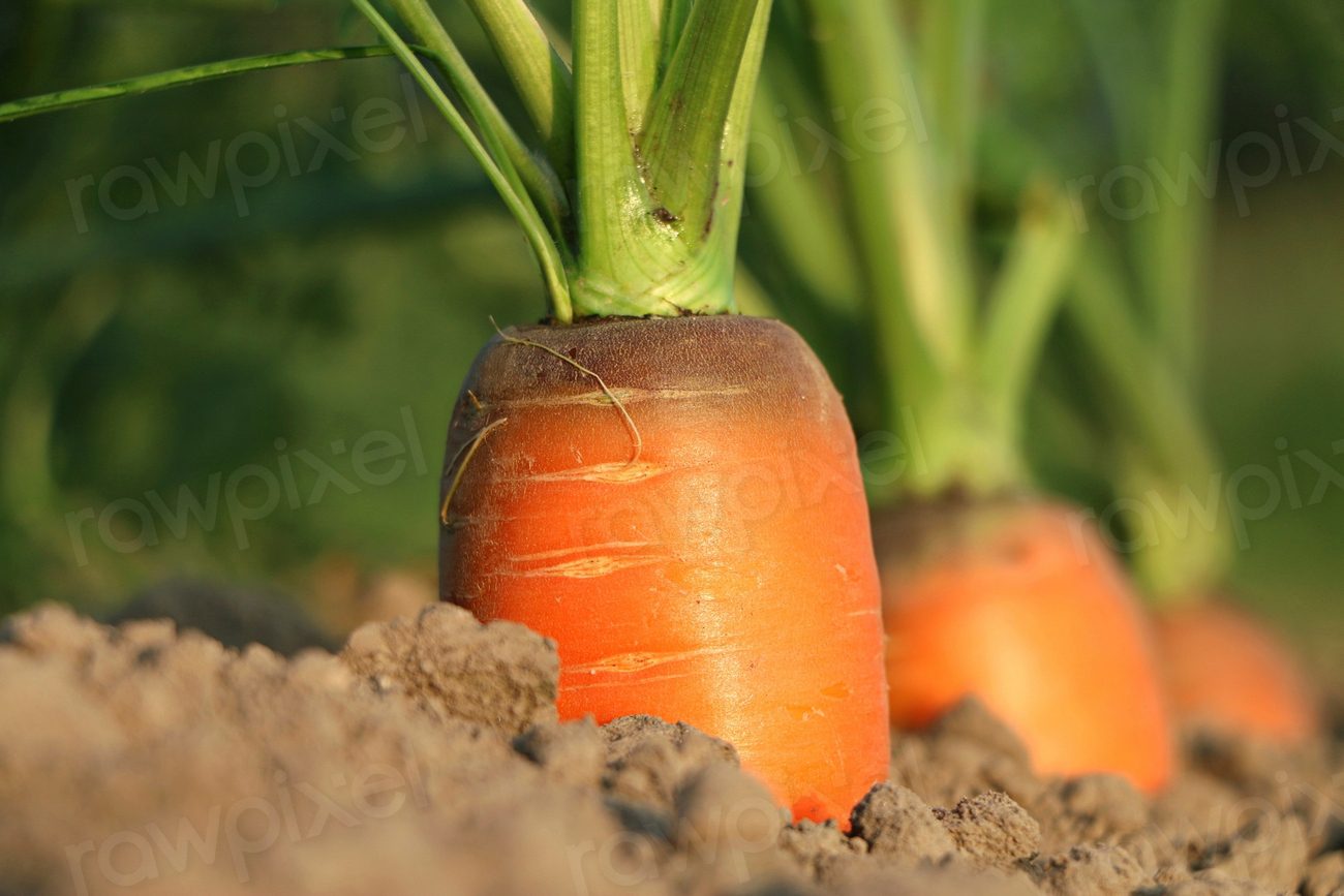 Free carrot growing soil close