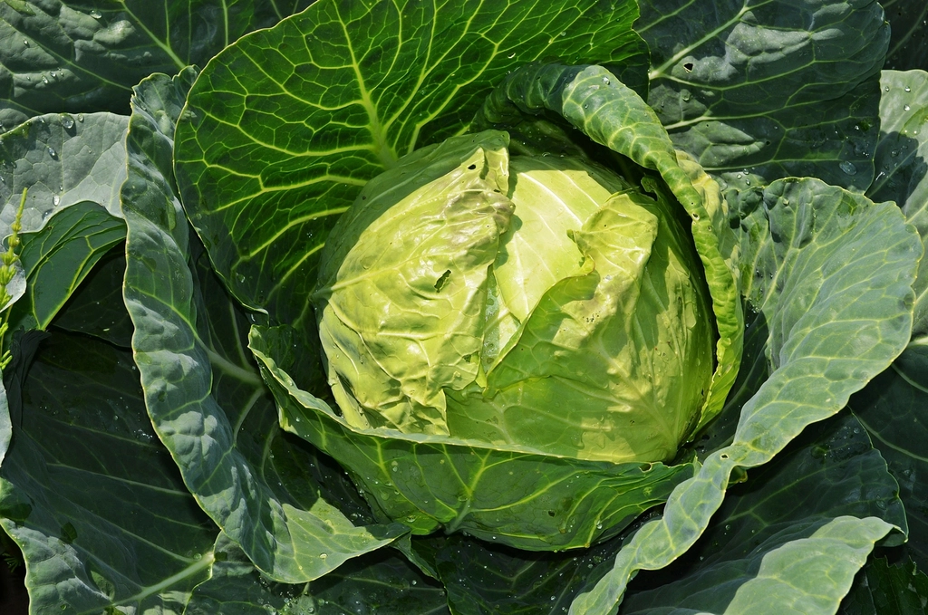 Free growing cabbage image