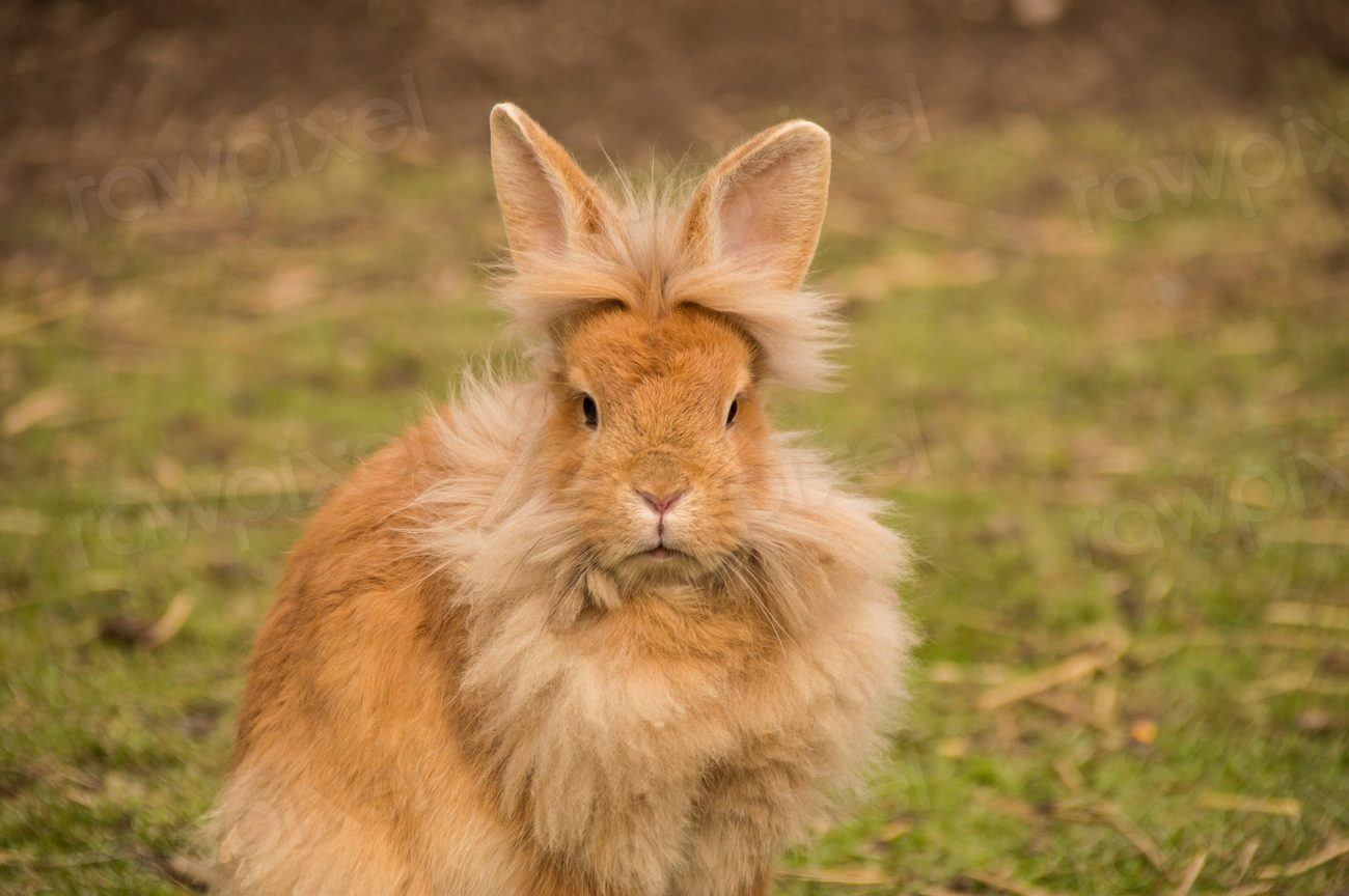 Lionhead rabbit sitting and looking