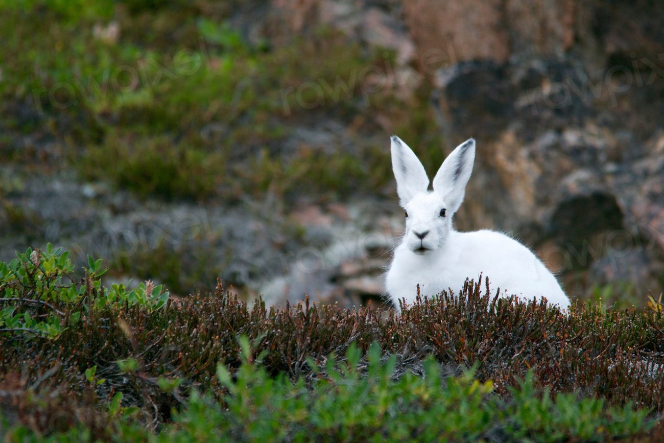 white rabbit sitting thick grass