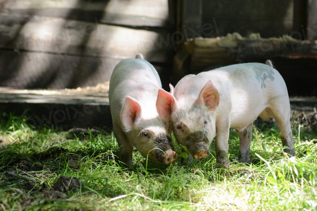 Pigs on Mountain Farm